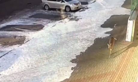 Источник: https://t.me/novosti_blg/13780