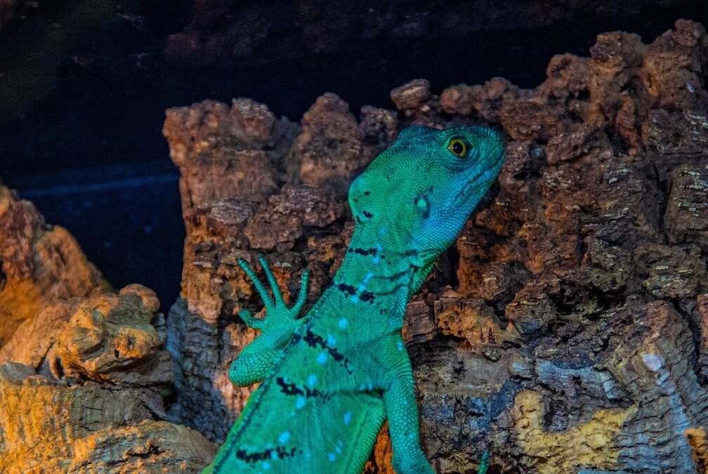 Все популярней становится услуга перевозки животных в ЖД по УФО | TMN ...