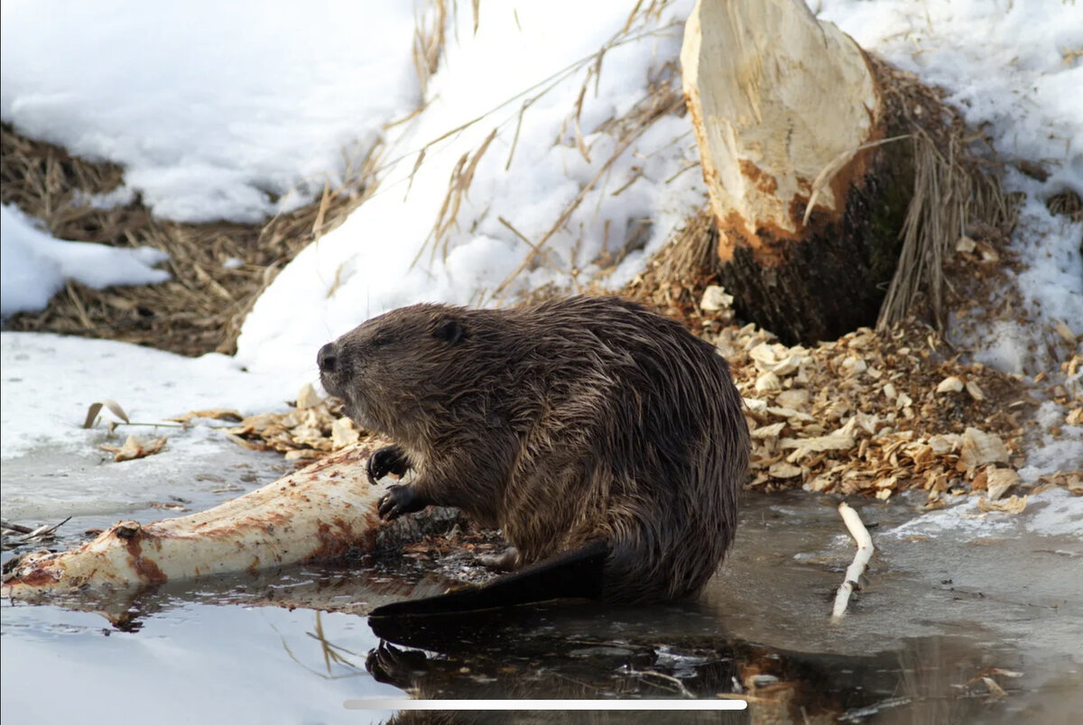 Вот он канадский бобр