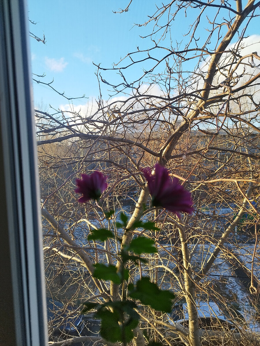 У нас после урагана, бушевавшего всё воскресенье, выглянуло солнышко. 