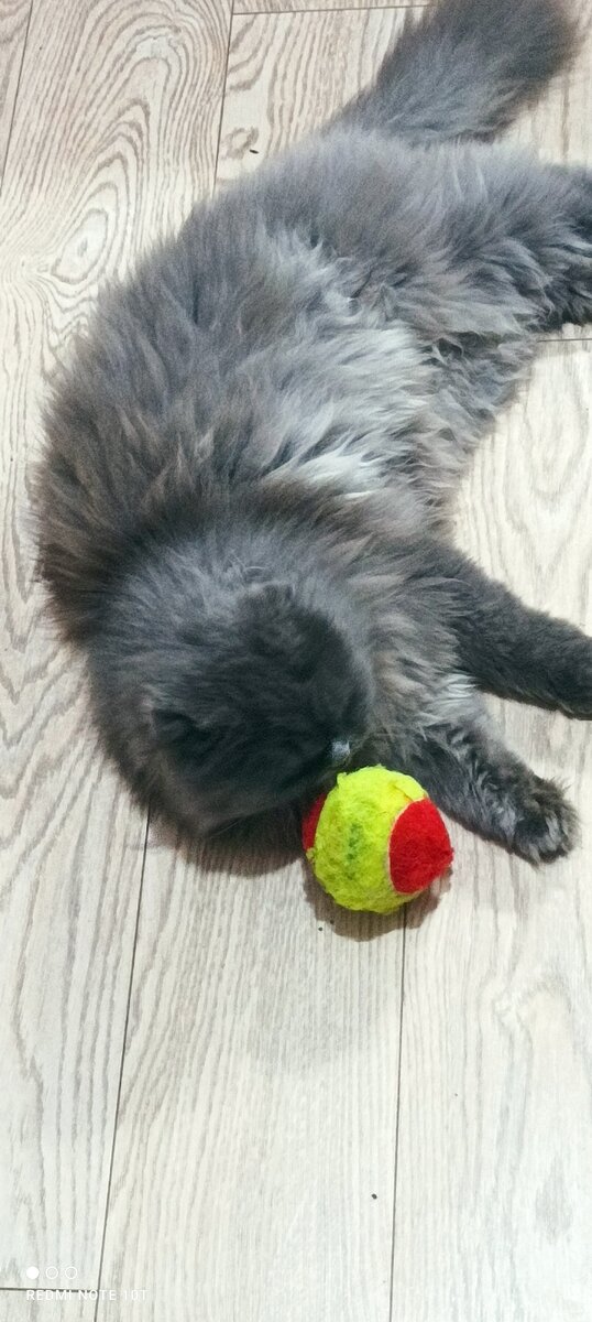 Фото автора.Кот Вислоухий шотландский.... наелся и развалился 