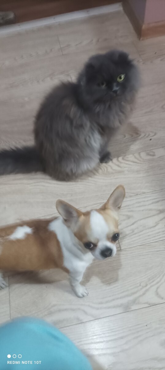 Фото автора кот и пес чихуашка Бонус.