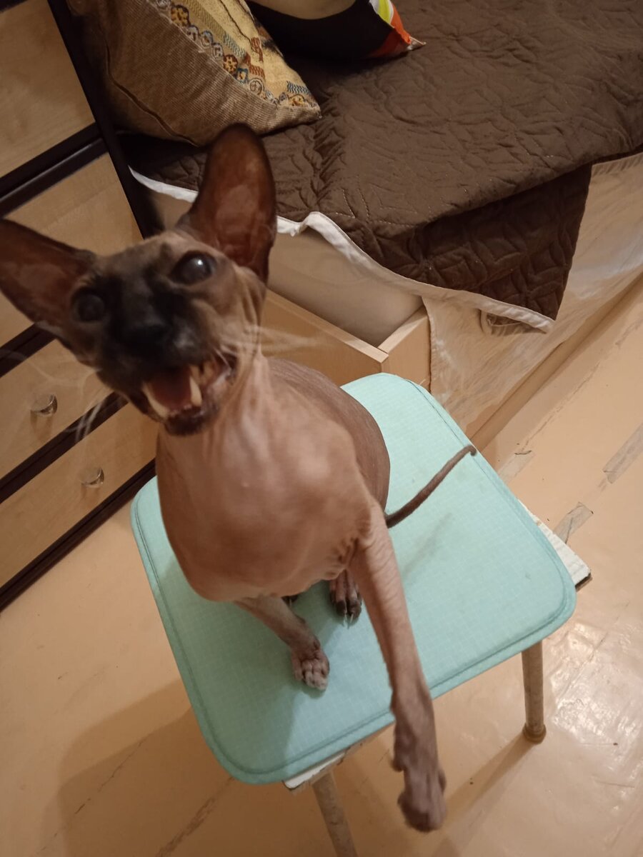 Она считает себя в доме главной. Фото Галины Овчаровой 