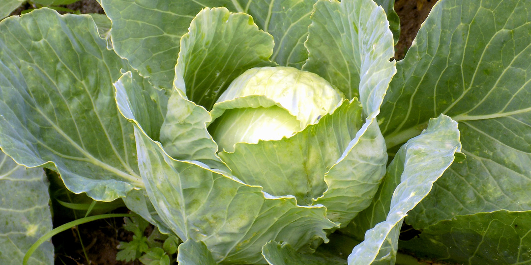 Теперь буду сеять только "лежкие" сорта капусты. Вкуснее и урожайнее многих новых (5 сортов на выбор)