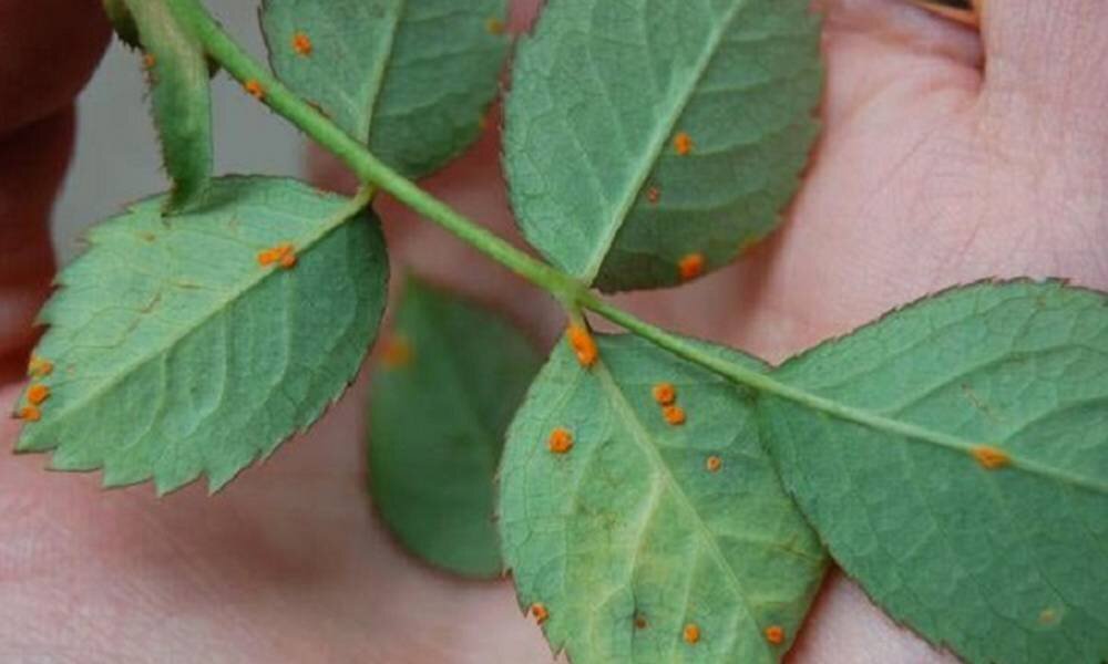 Вот так начинается это заболевание