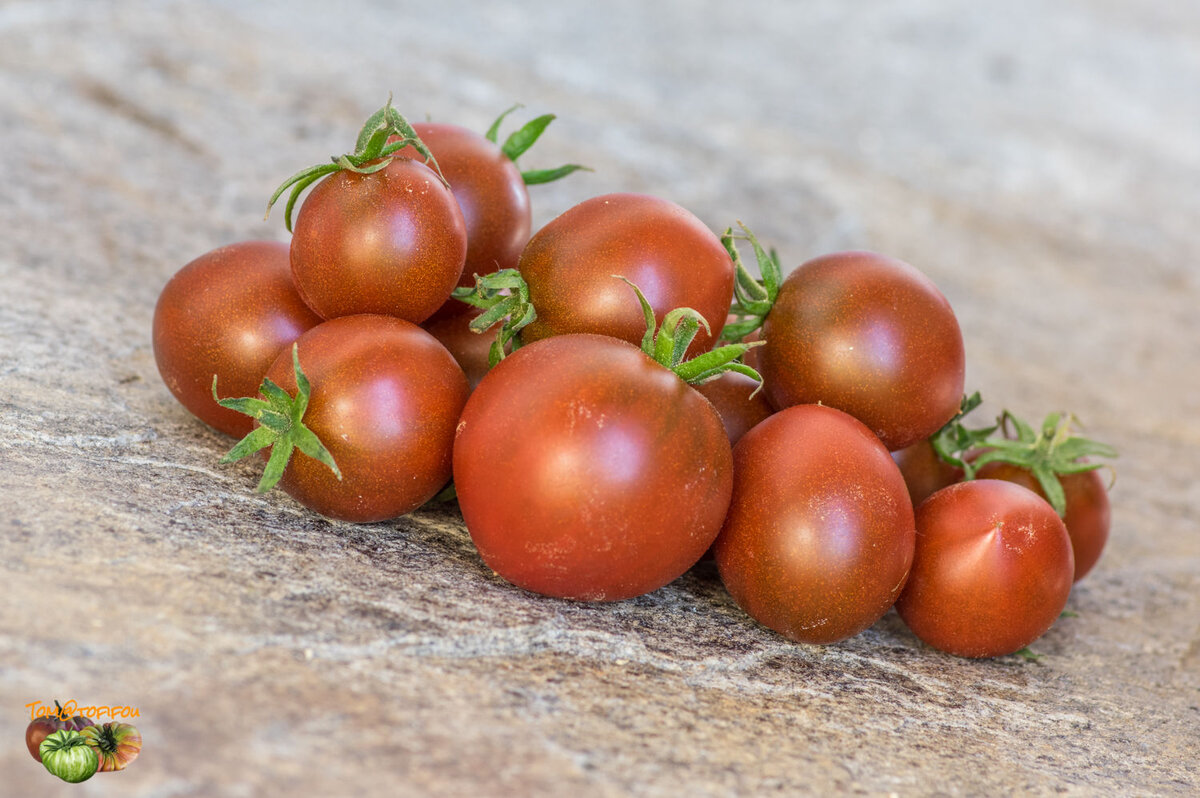 Сорт томатов полным полно отзывы