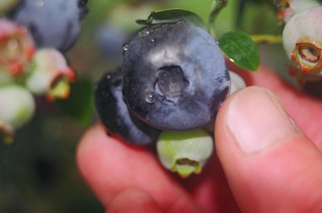 Голубика Герберт описание сорта фото