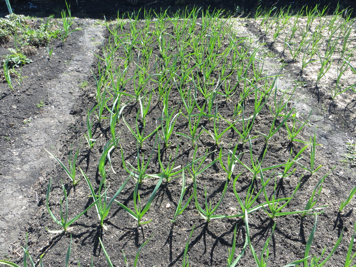 Добро пожаловать на страницу ухода и удобрения чесночных грядок весной.