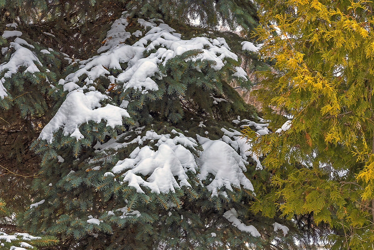 Резкий контраст между ярким белым снегом и темными объектами или задником может помочь передать ощущение холода на фотографии. 