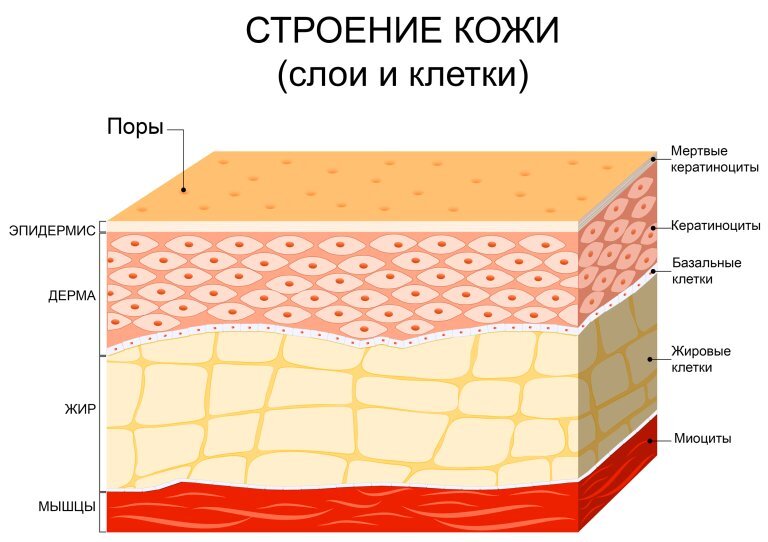 Первый подологический центр - Строение кожи и стопы