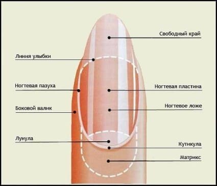 Ногти — Википедия