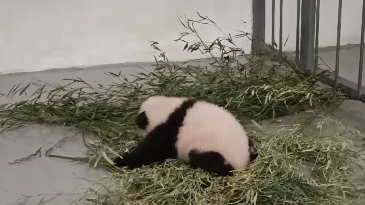    Фото: Telegram / Московский зоопарк