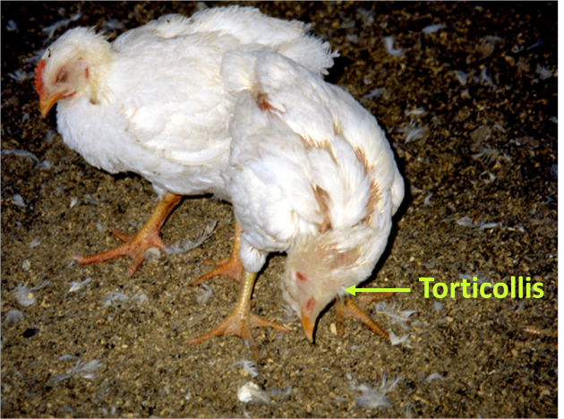 Две цыпочки с изогнутыми шеями. Фото доктора Джеки Джейкоб, Университет Кентукки