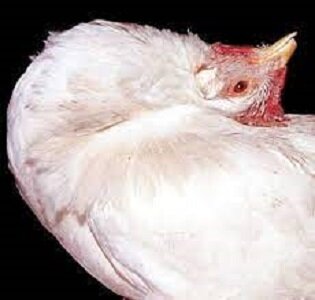 Курица в позе любования звездами, вызванной изогнутой шеей. (Фото из Корнельского университета)