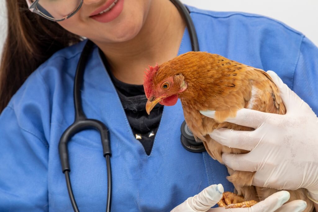 Ветеринар осматривает курицу.