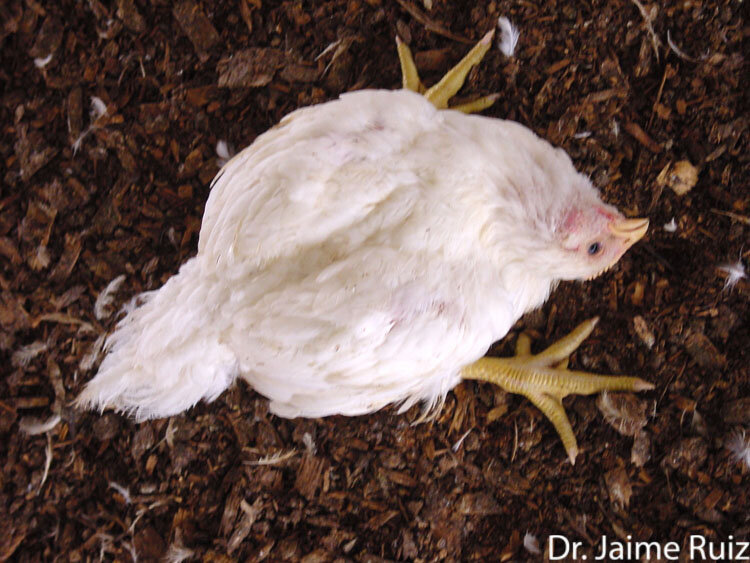 Цыпленок-бройлер с кривошеей, вызванной болезнью Марека. (Фото из Колледжа ветеринарной медицины Корнельского университета)