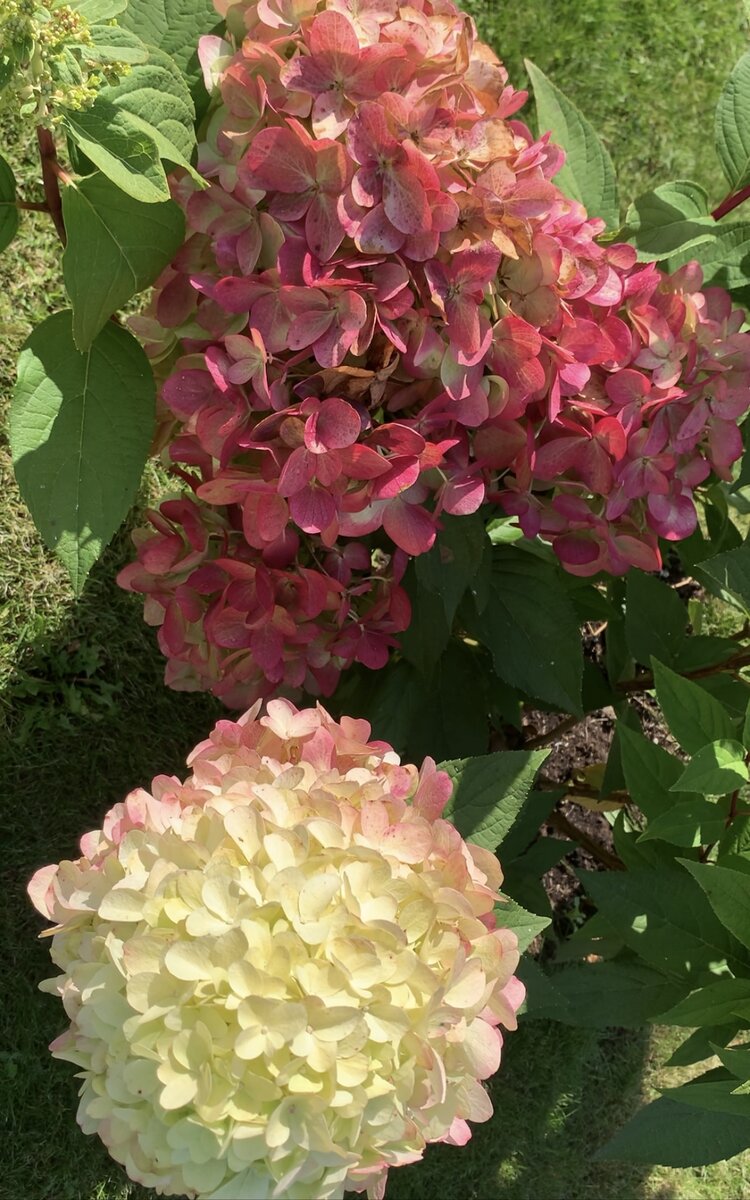 Метельчатые : Hydrangea paniculata Bonfire (Bloody Marie)-Гортензия метельчатая 