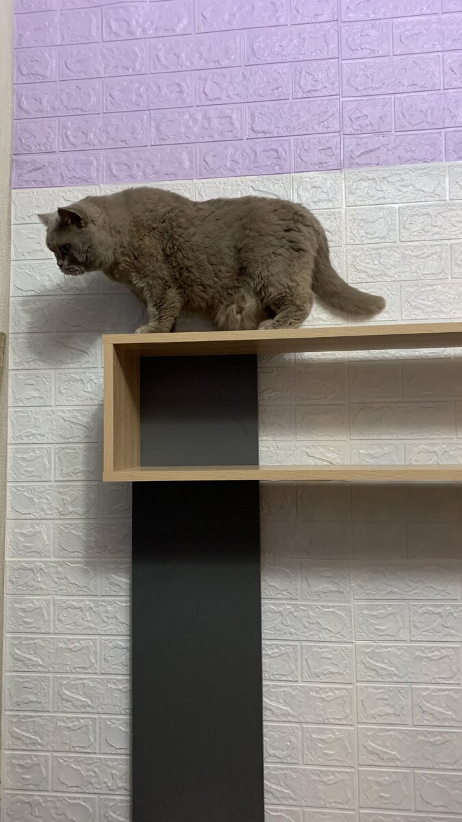 Кот кокос на полке, люблю лазить на постройках и полках хозяев)