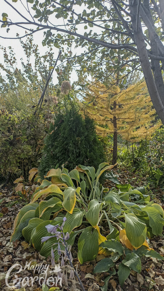 прям под яблоней обычная лесная лиственница. О чем мы думали?