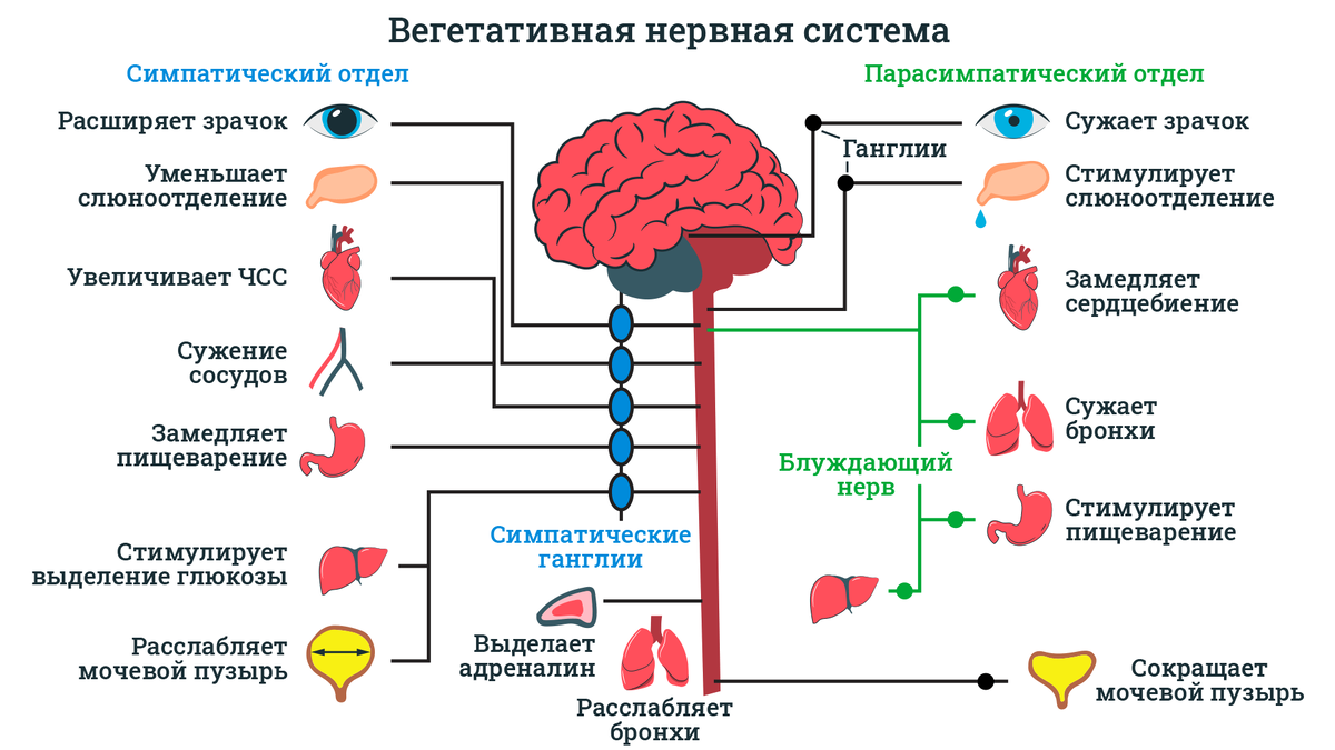 Берут ли в армию с ВСД? | ПризываНет | Дзен