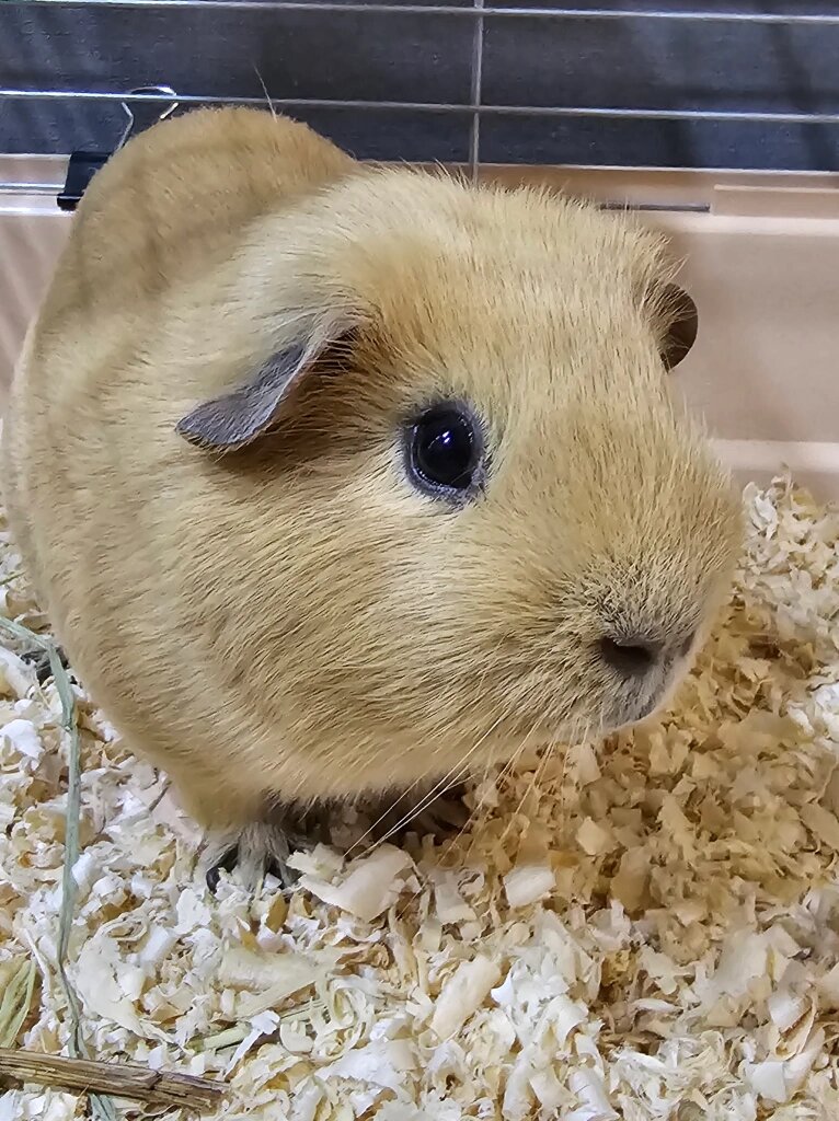 Морская свинка, Одуван