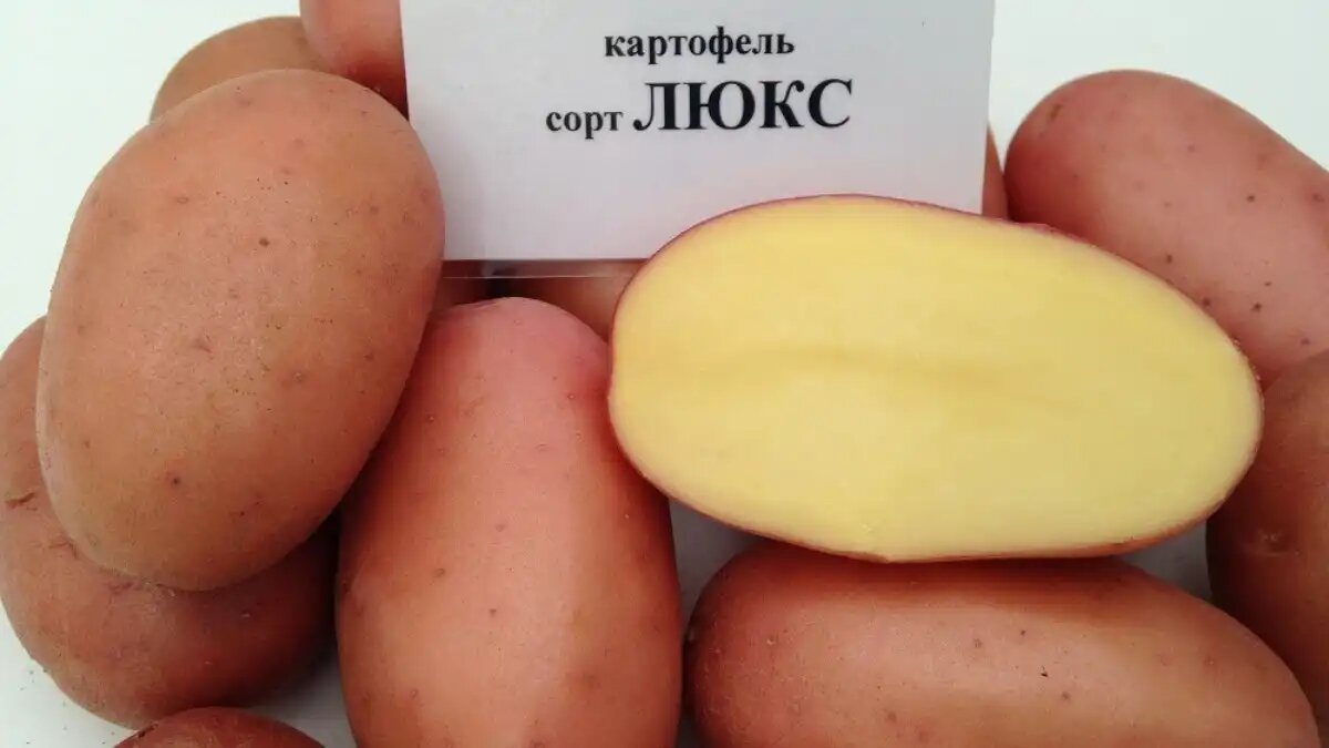 Фото:en.krimm.ru Картофель сорта ЛЮКС совместной селекции Агрофирмы КРиММ и ФГБНУ Уральского НИИСХ