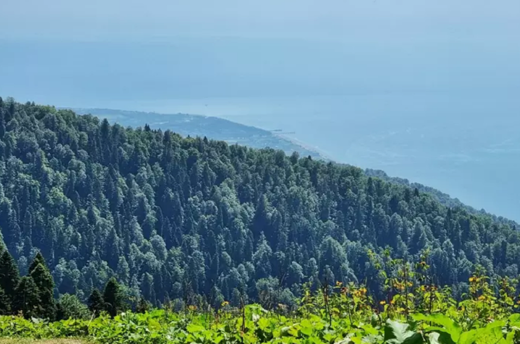 Мамзышха абхазия гагра. Гора Мамзышха Абхазия. Гагры Мамзышха. Джиппинг на гору Мамзышха. Балаганы Абхазия.