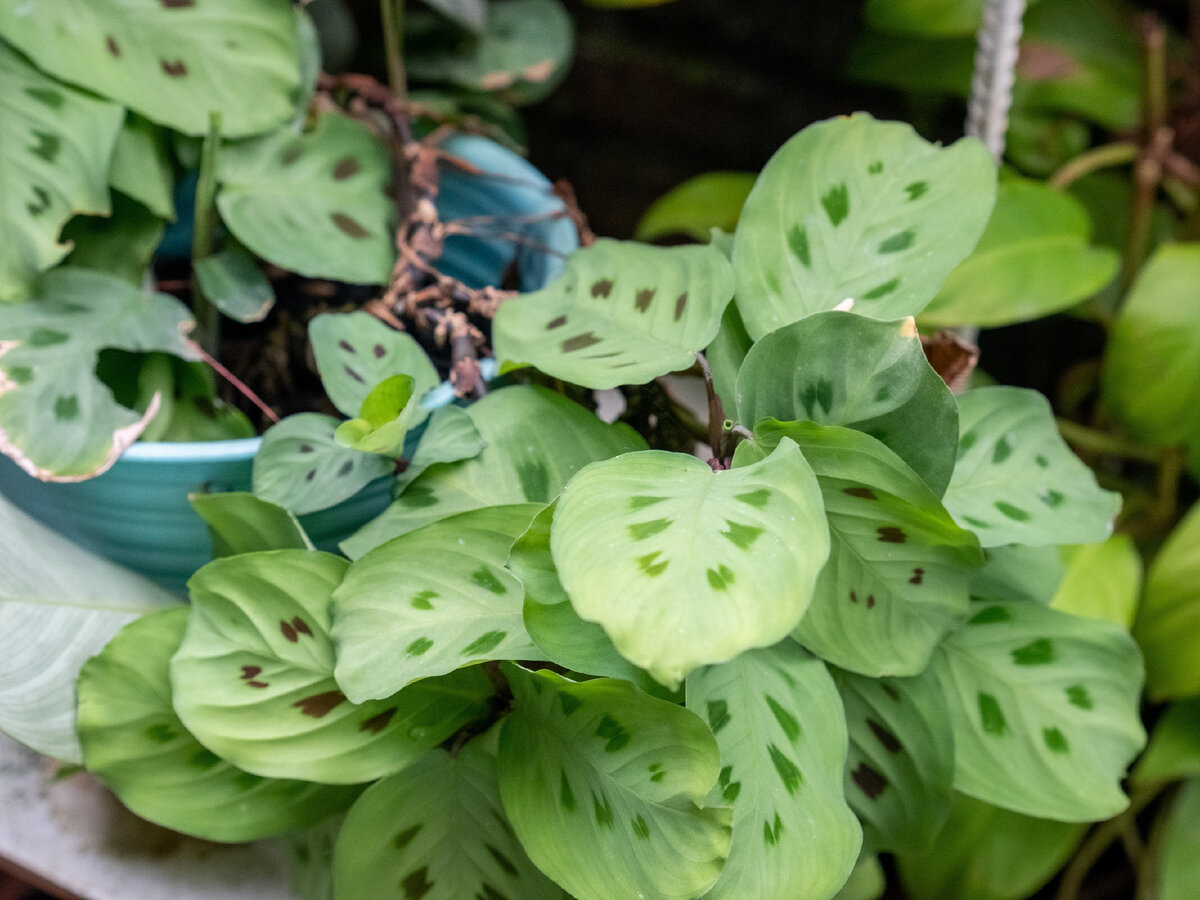 Маранта Керховена. Фото: shutterstock.com