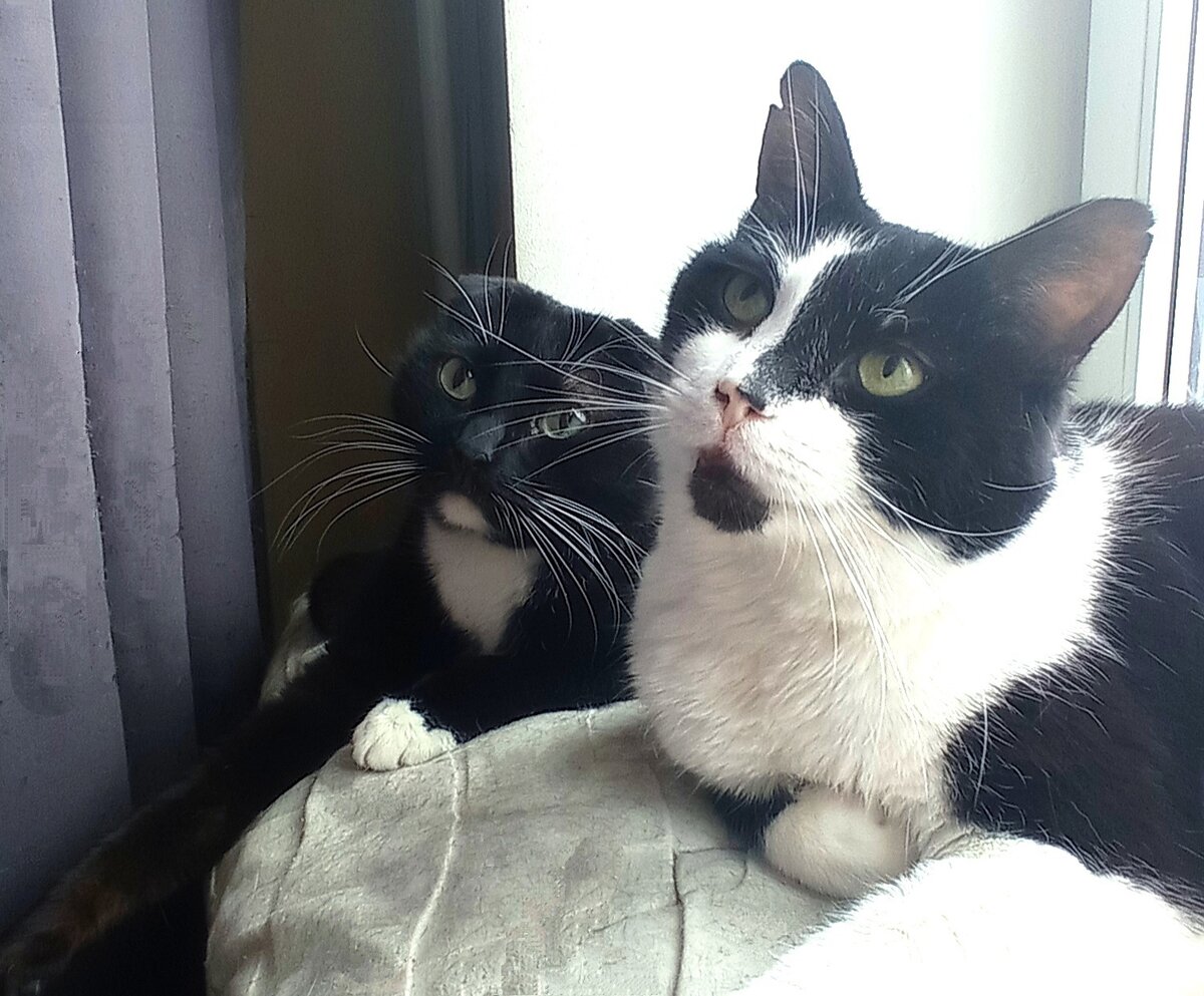 А семей без животных мы будем отправлять к котопсихологам Сурену и Геральту