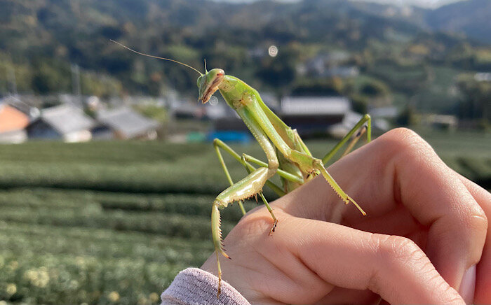 Кто победит богомол. Богомол Mantis religiosa самка. Богомол обыкновенный самка. Самец богомола.