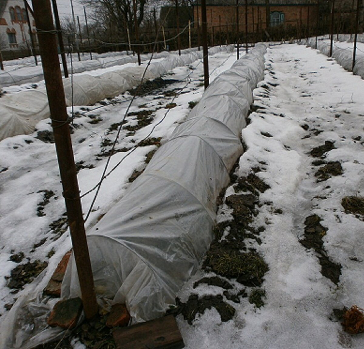 Укрытие винограда в подмосковье. Укрытие винограда спанбондом. Укрытие винограда лапником. Укрытие винограда агроспаном. Укрытие винограда теплоизолом.