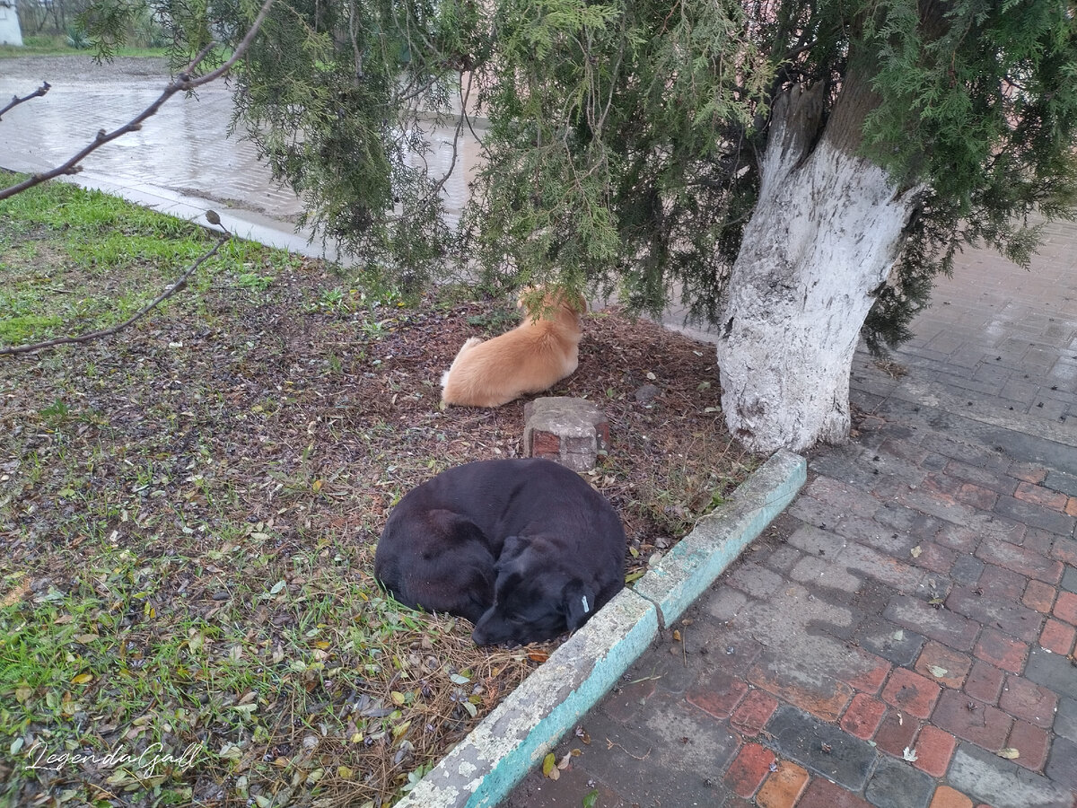 Собачки под деревом