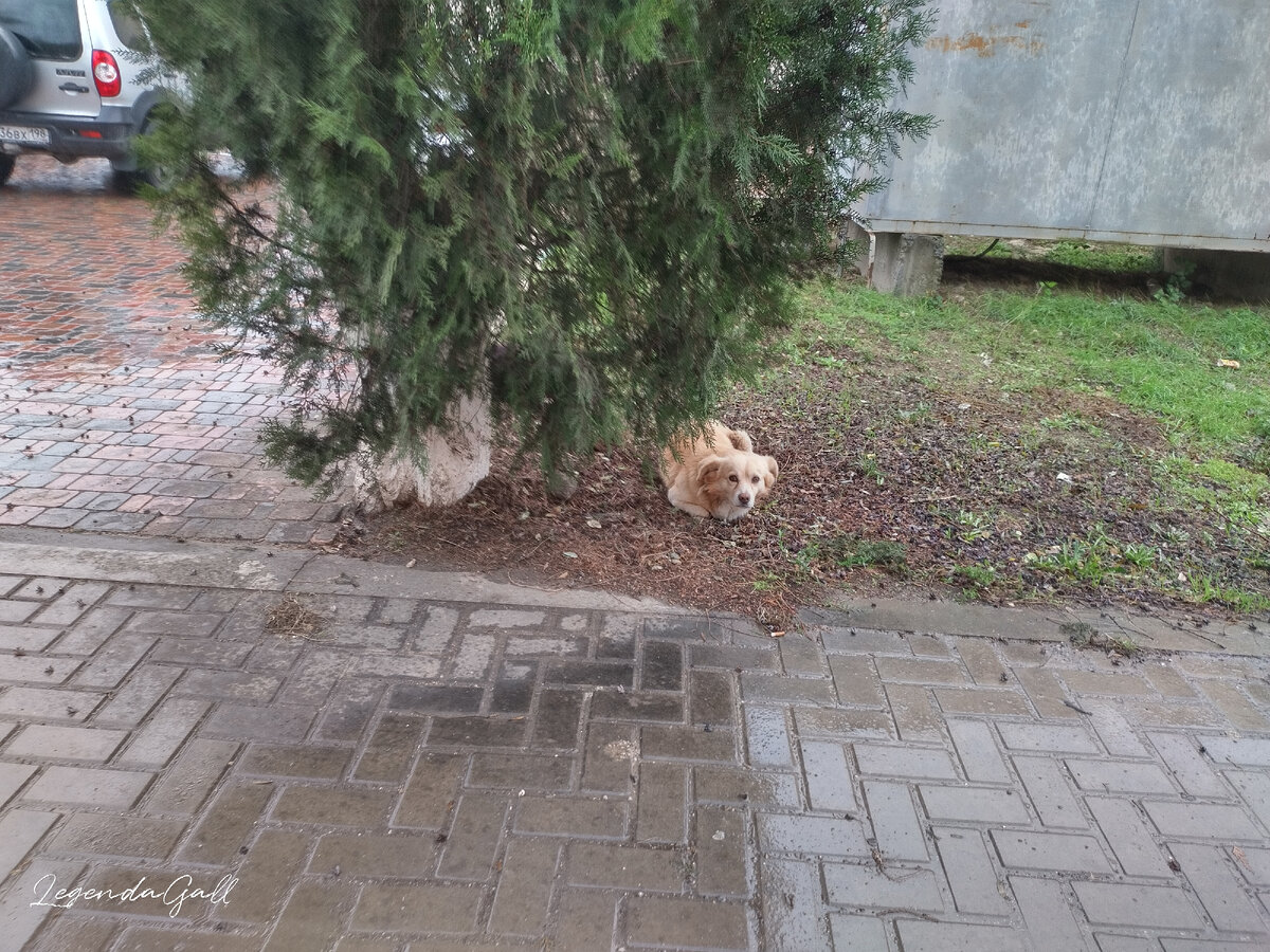 Рыжей не спится... Справа видно будку, под которую она позже ушла