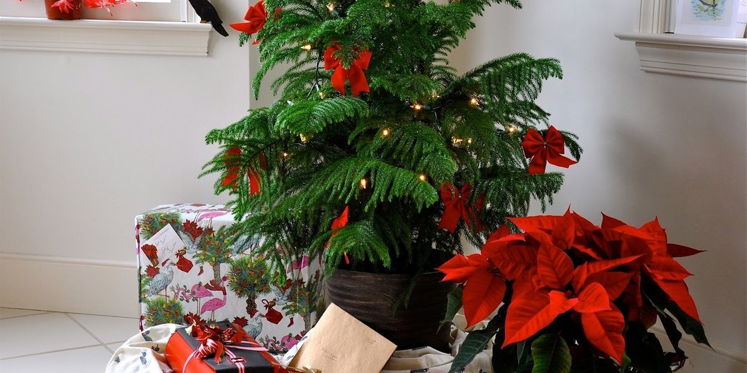 Топ новогодних комнатных растений