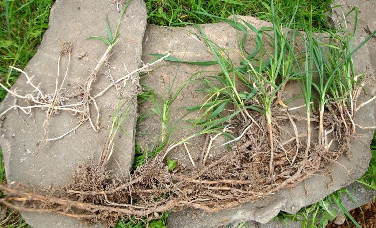 Пырей ползучий (Elytrigia repens)