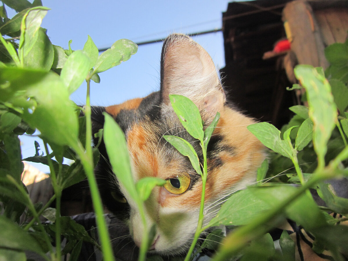 лето, солнце,травка)