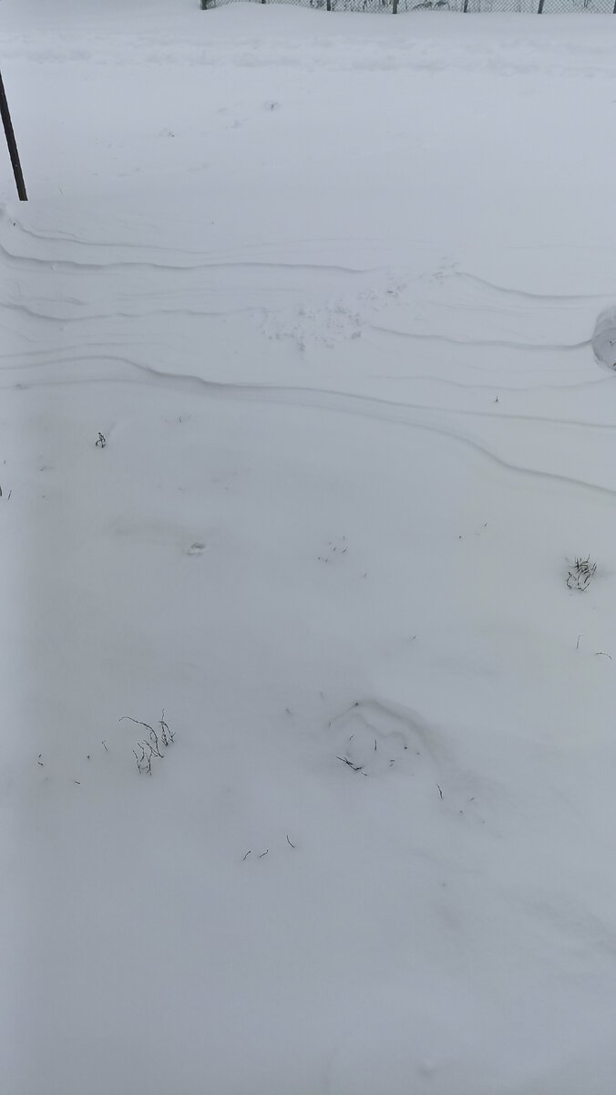 Переметы возле дома. 