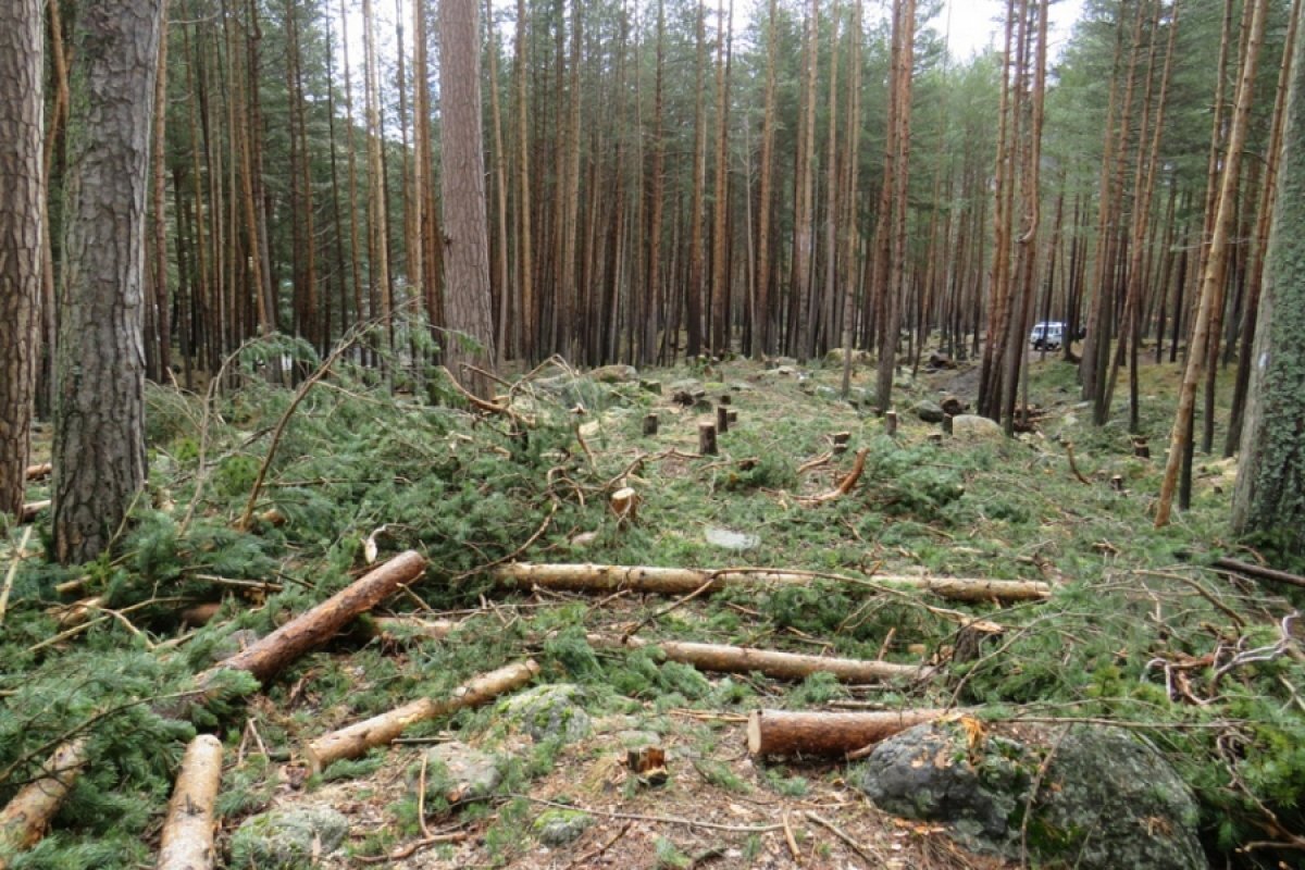    Невельчанин незаконно вырубил деревья почти на 4 млн рублей и получил срок