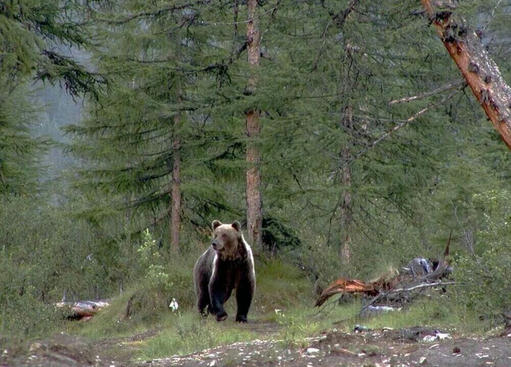 Медведь лиственница. Охота в тайге летом. Охотник в тайге