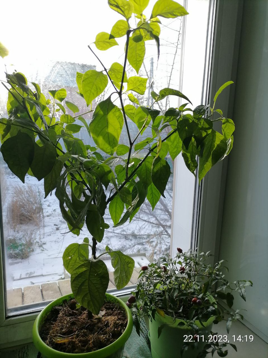 Перец острый на подоконнике: Хабанеро желтый и Мексиканец