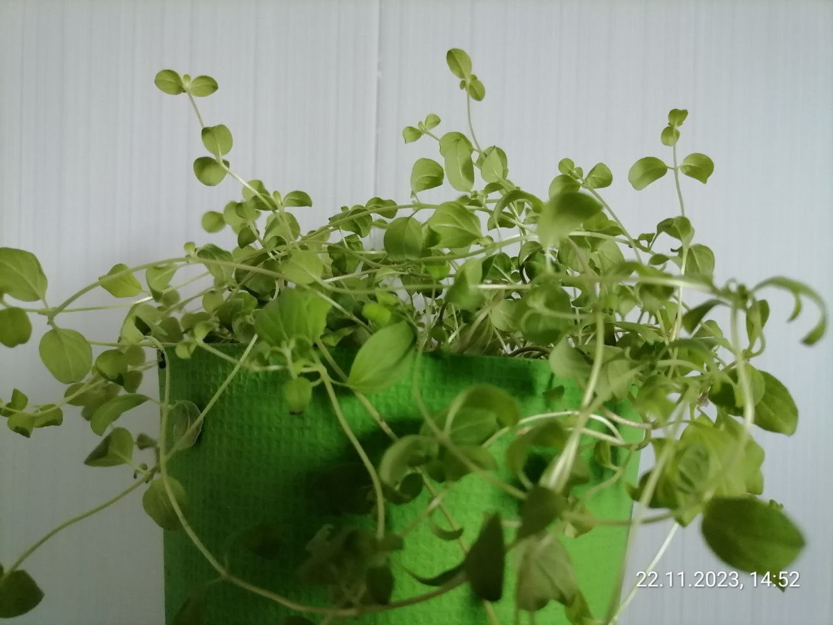 Майоран в комнатных условиях