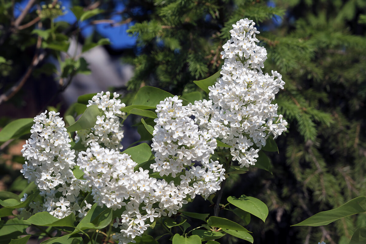 Один из самых очевидных объектов для фотографирования весной – это цветущие деревья и цветы.