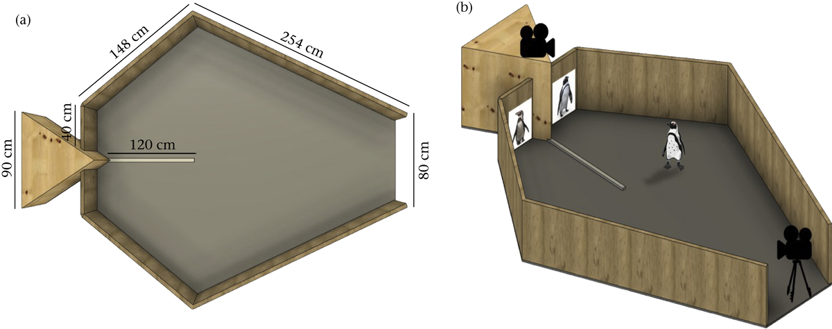   Luigi Baciadonna et al. / Animal Behaviour, 2023