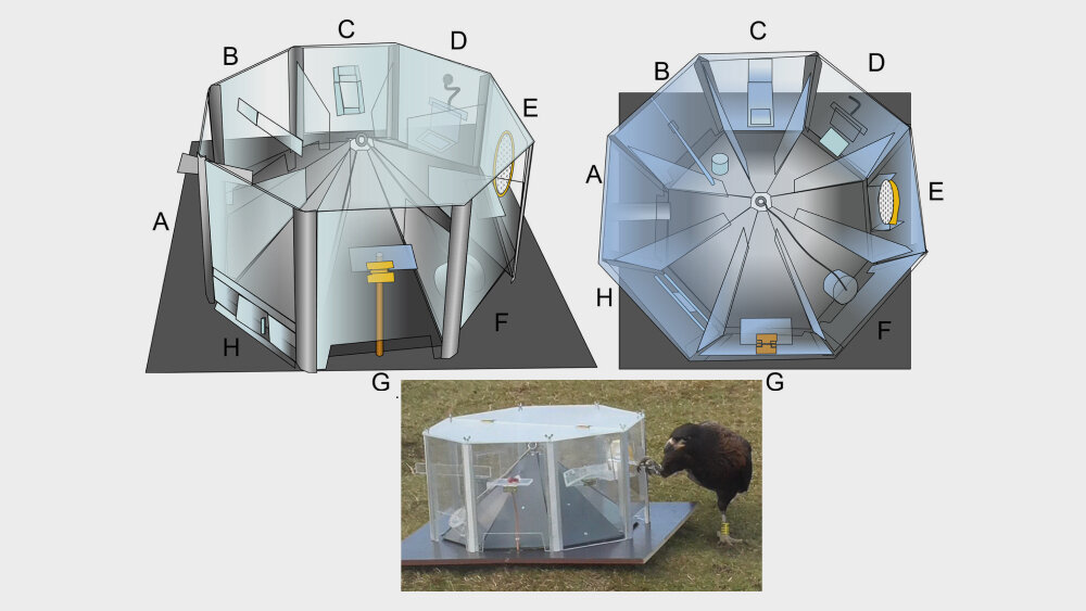    Фото: Messerli Research Institute