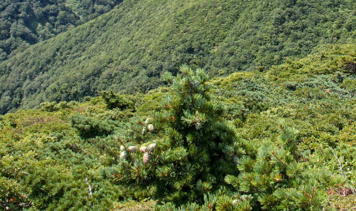 Pinus ×hakkodensis. Pinus hakkodensis perdido. Pinus hakkodensis (x) ’perdido’. Atalantia monophylla. Южный чуть