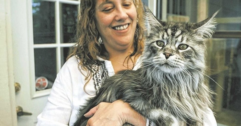 Самый большой домашний кот в мире: Мейн-Кун по имени Стиви | Анимальная  зона | Дзен
