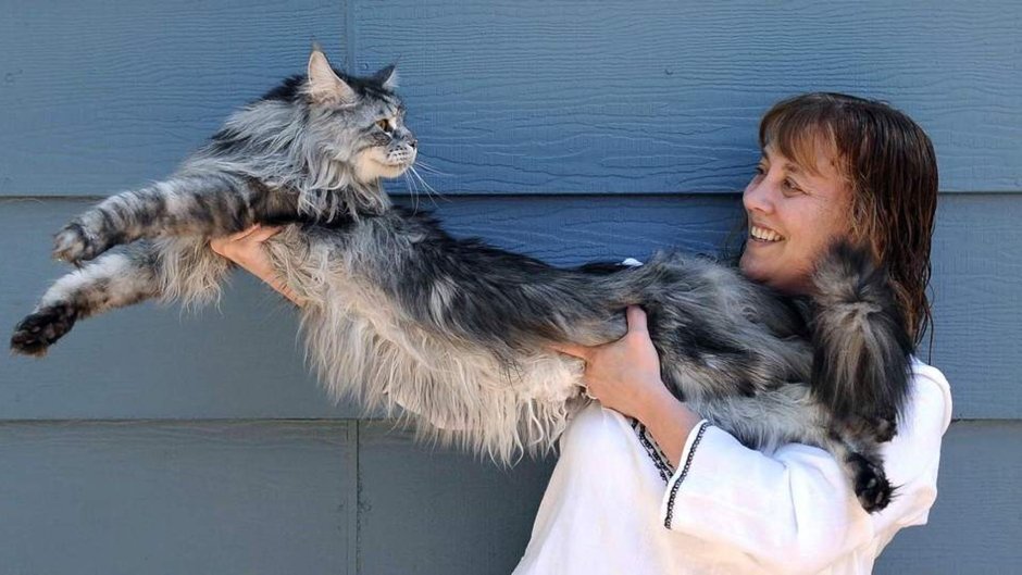 Самый большой домашний кот в мире: Мейн-Кун по имени Стиви | Анимальная  зона | Дзен