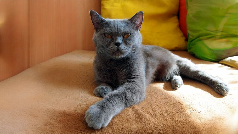 источник фото: ruskoshka.ru