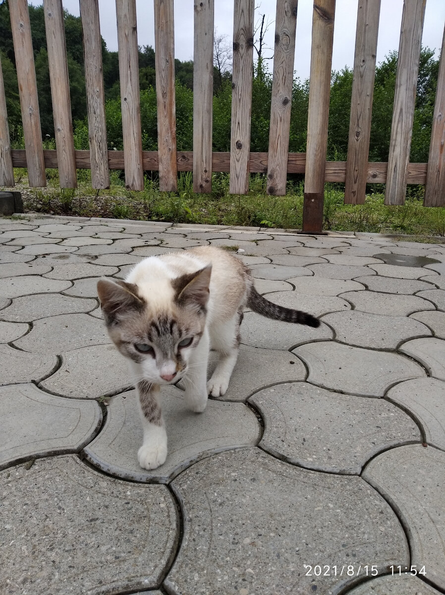 Котёнок на территории санатория.