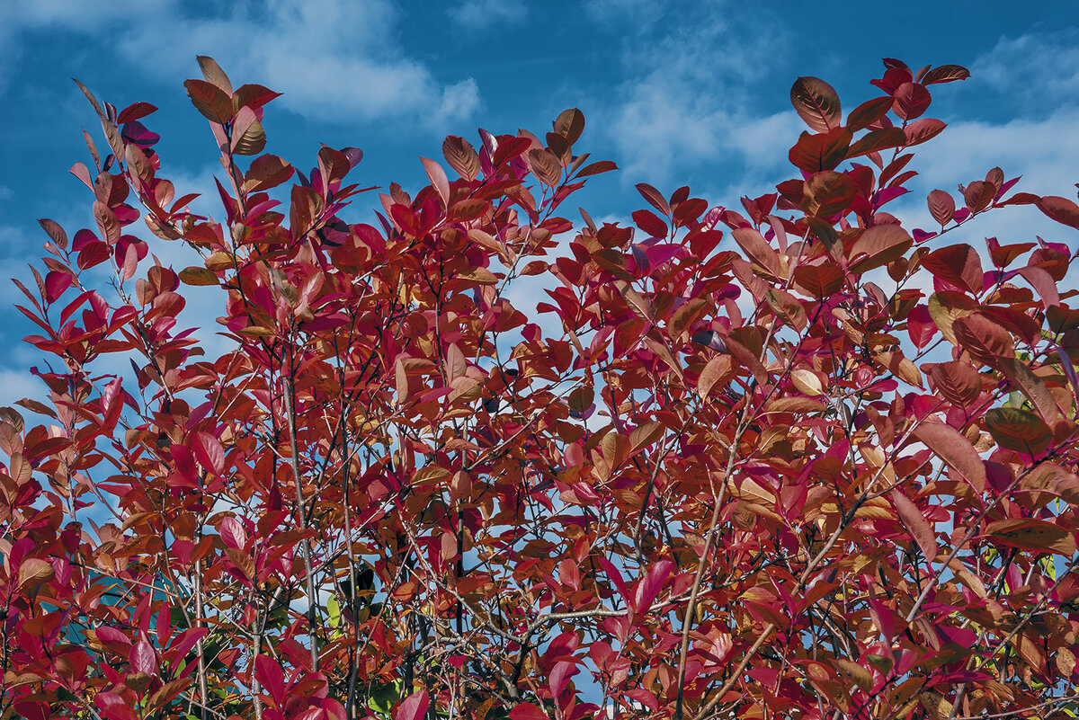 Красный цвет ассоциируется с эмоциями, страстью и силой, поэтому его использование на фотографиях может помочь передать интенсивность осеннего периода.